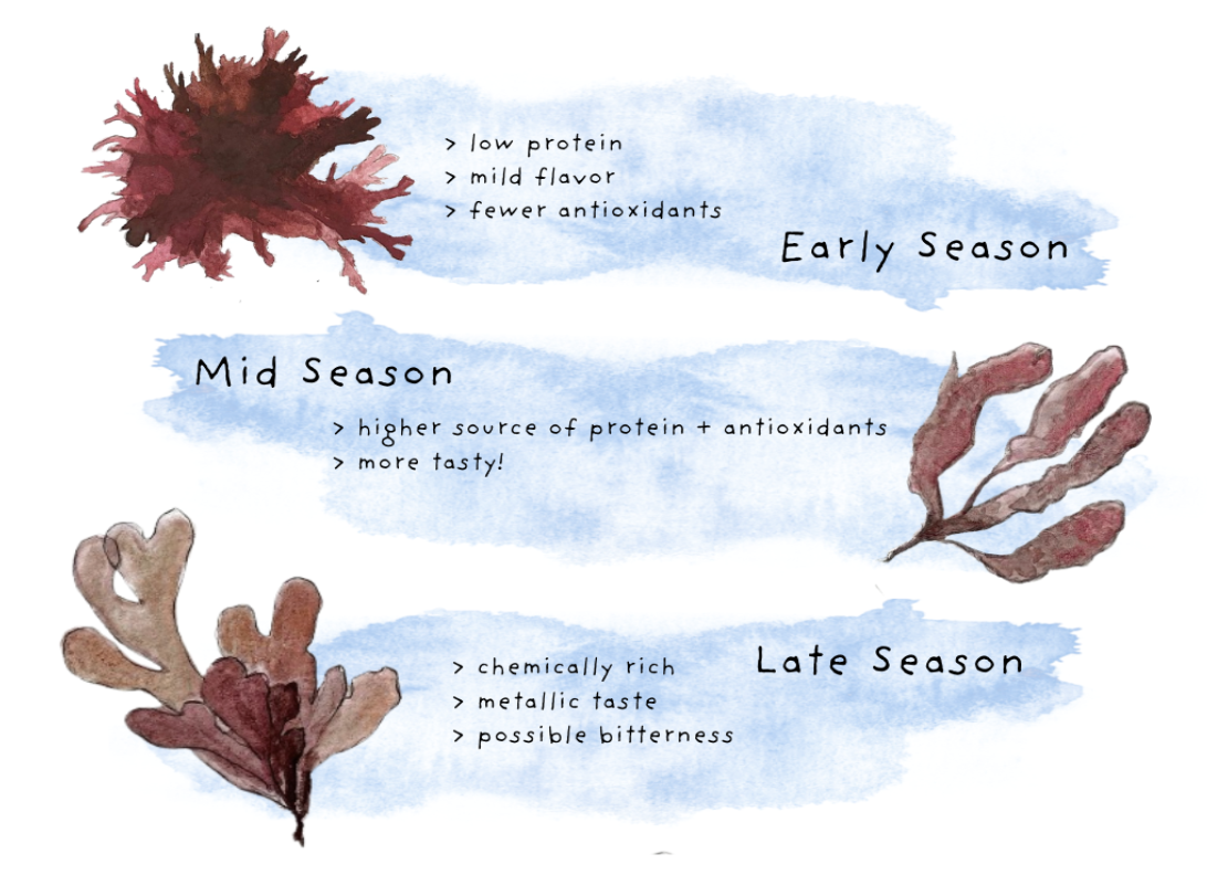 Diagram of red seaweed during early season, mid season, and late season. During the early season, red seaweed are low in protein, have a mild flavor, and have few antioxidants. In the mid season, they have a higher source of protein and antioxidants, as well as a more pleasurable taste. In the late season, they are more chemically rich, have a metallic taste and possible bitterness.